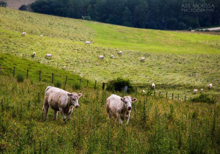 The cows AKA the White Beauties.